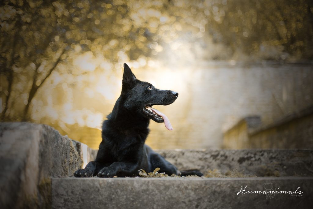berger allemand noir animaux 