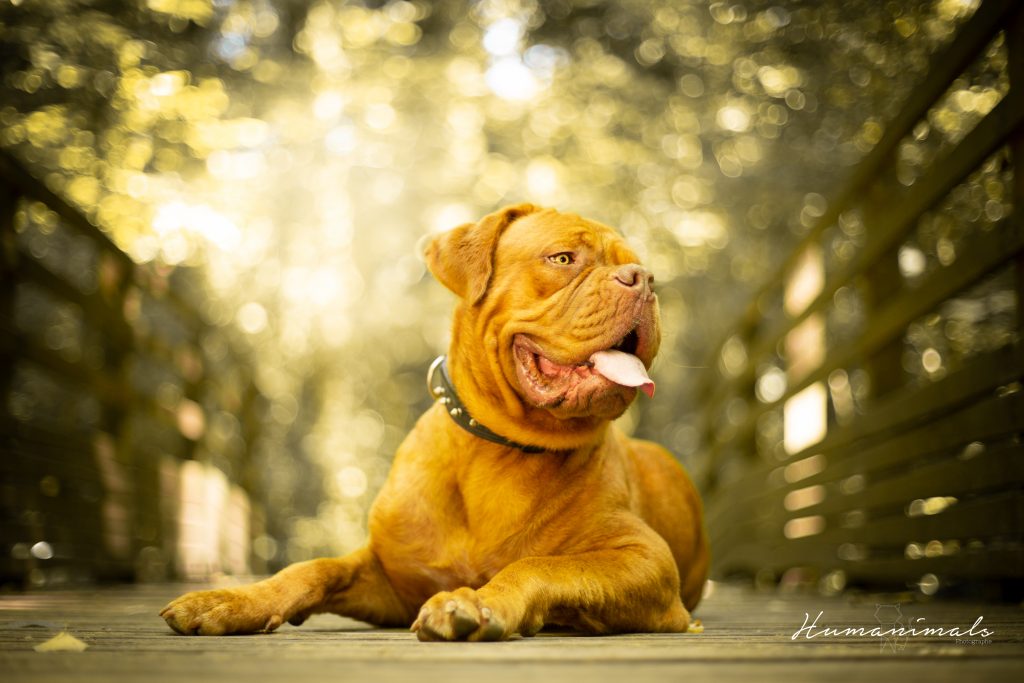 chien dogue de bordeaux animaux 