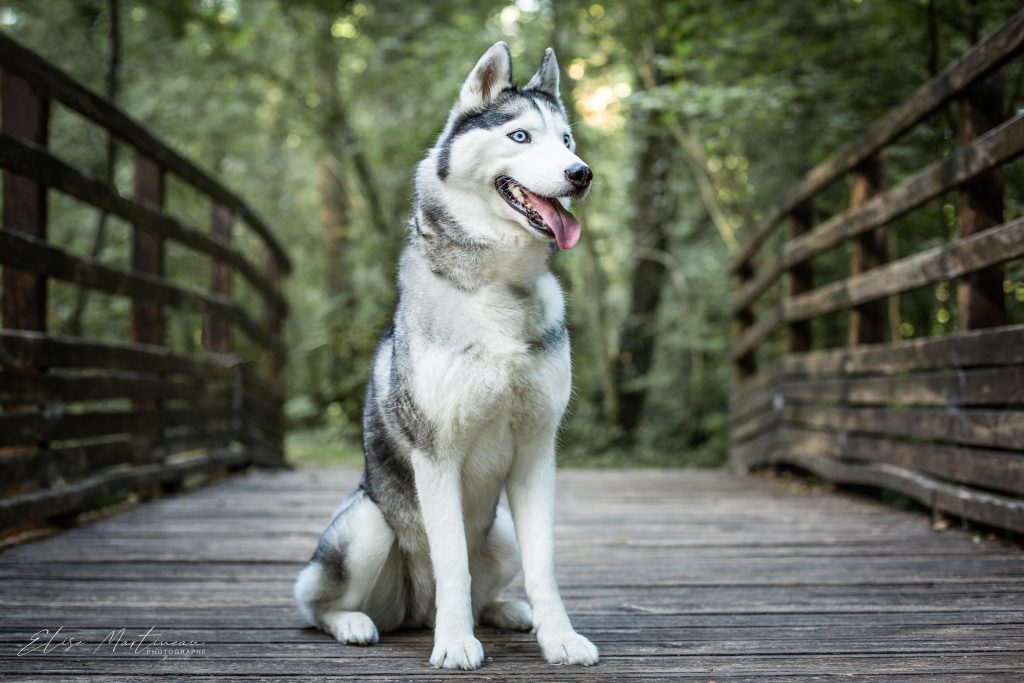 chienne husky