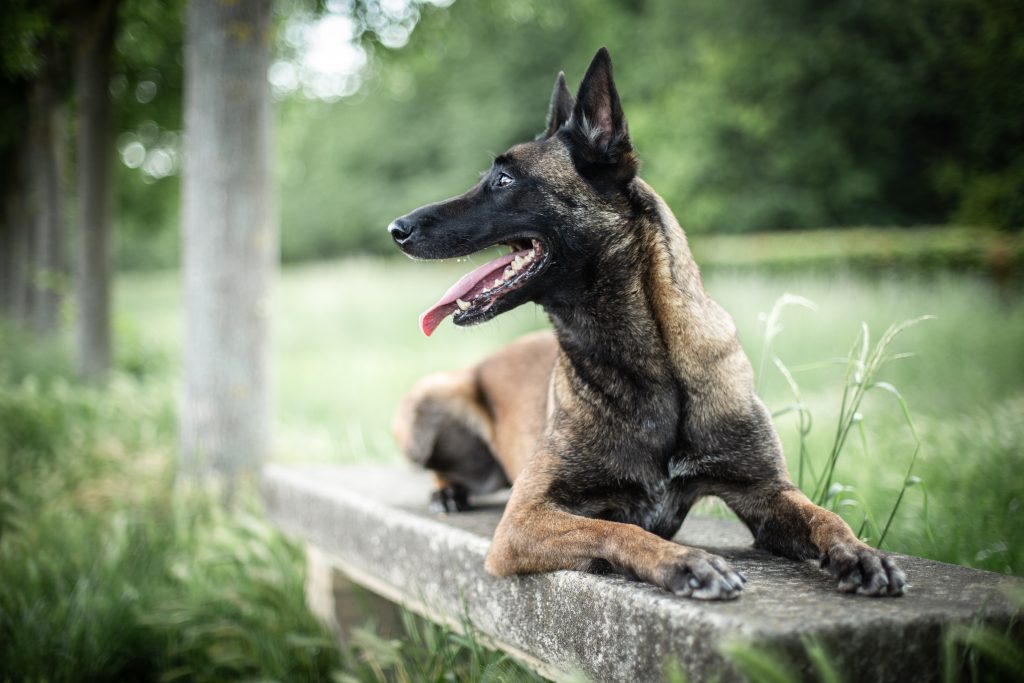 chien malinois 