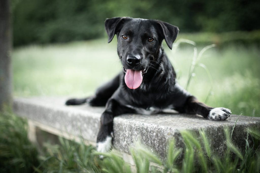 chien portrait animaux 