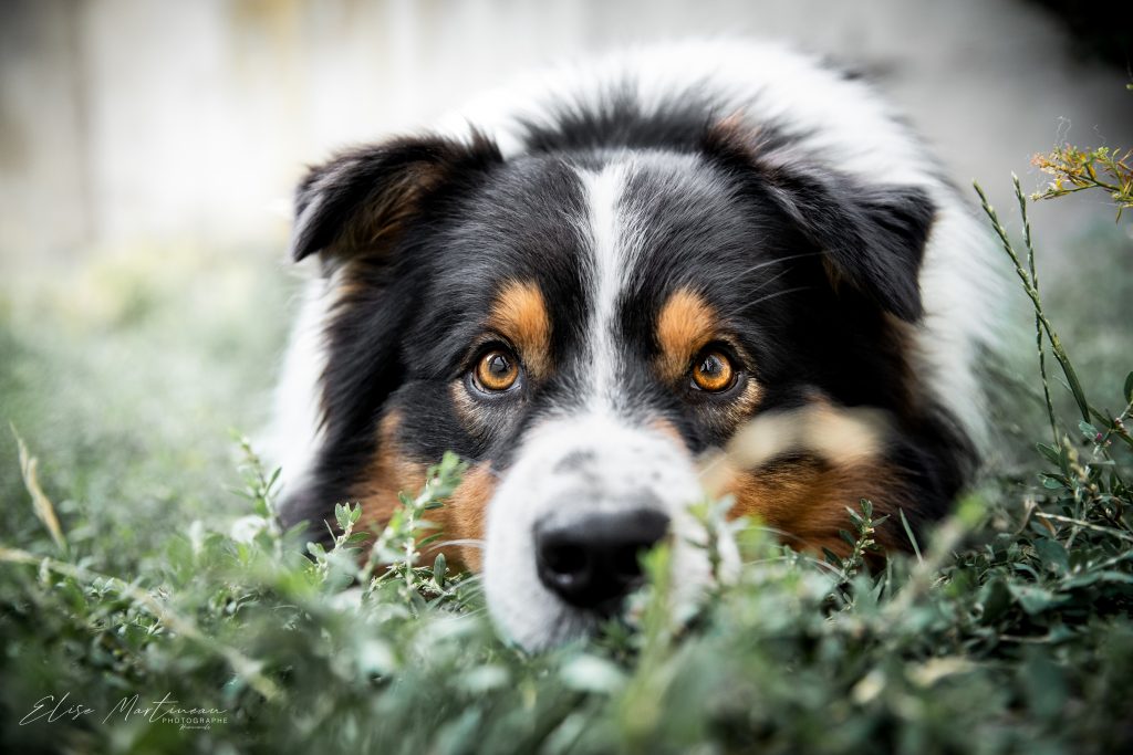 berger australien noir tri