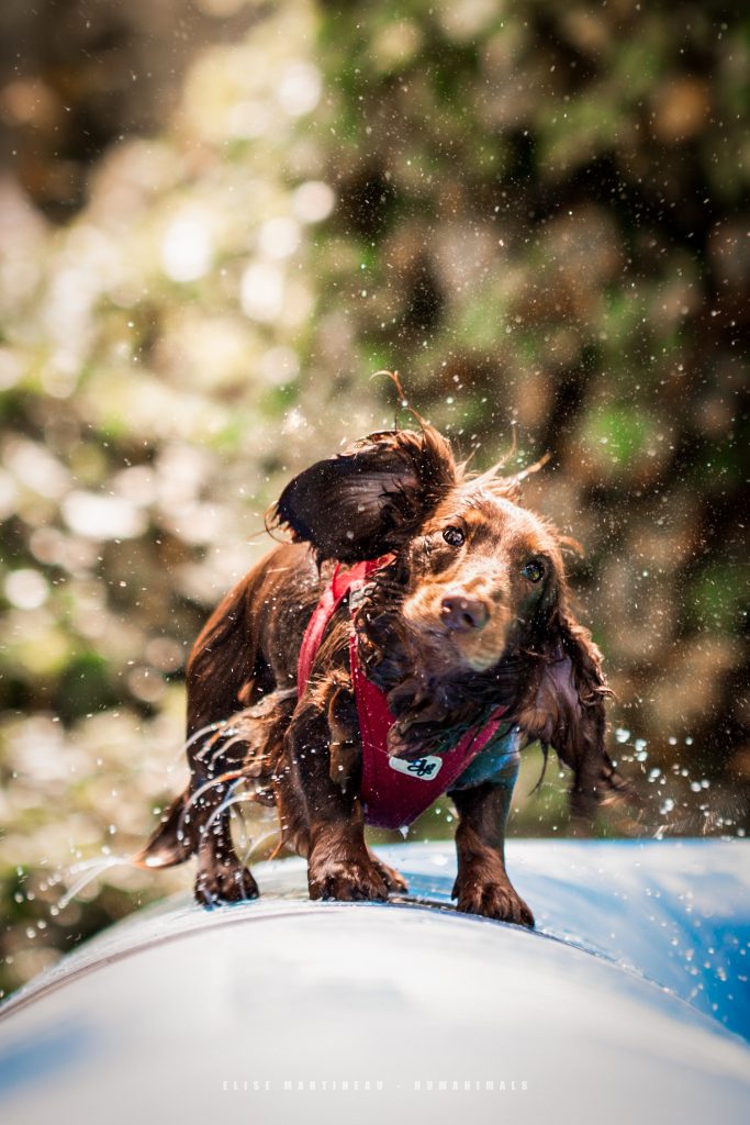 événementiel teckel woofest