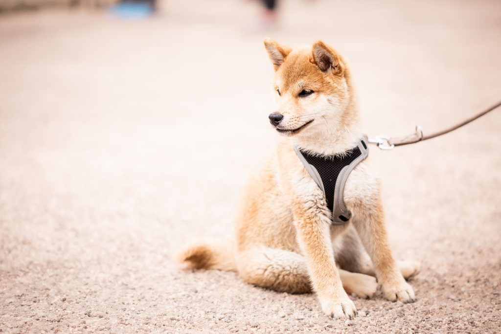 chiot shiba inu