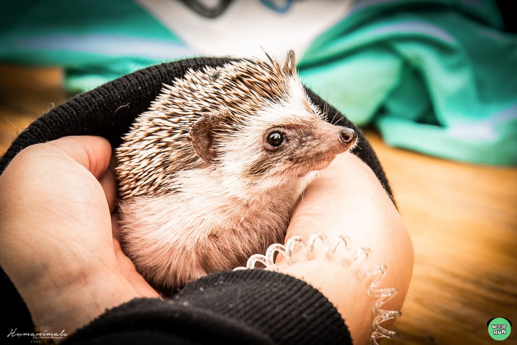 événementiel herisson mr. pokee