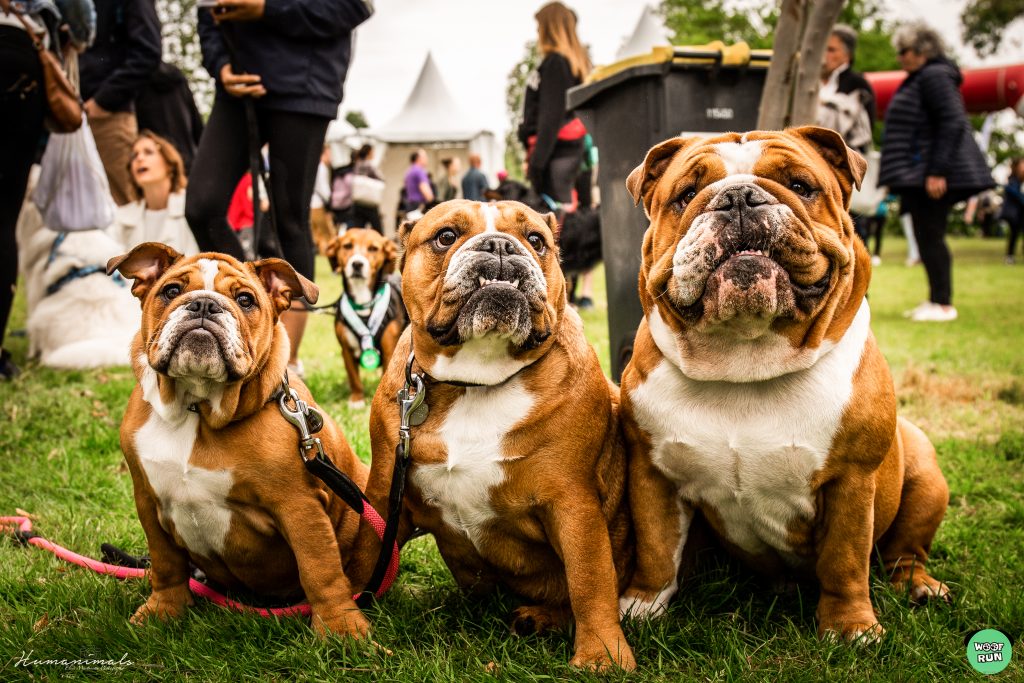 événementiel diary of prunelle bouledogue anglais