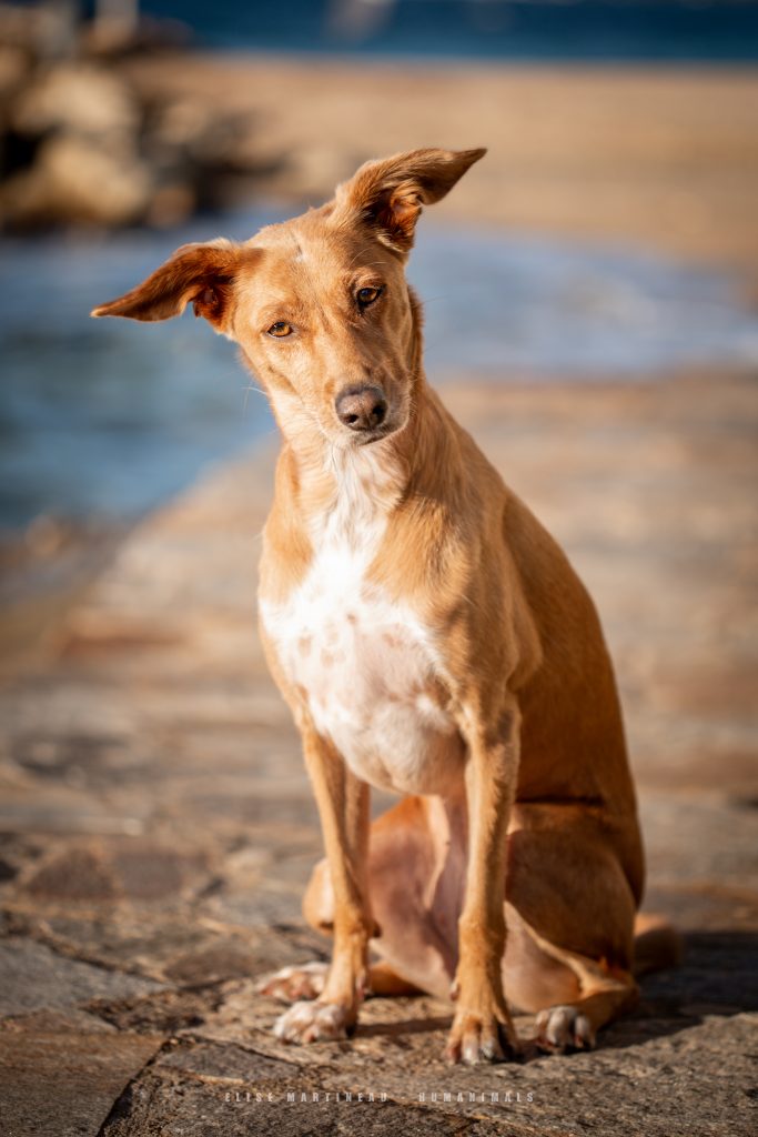 photo chien berger créole animaux
