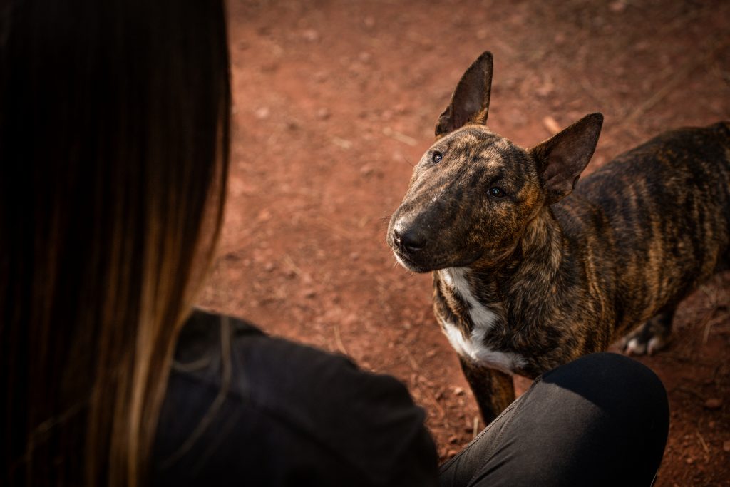 photo animaux chien bull terrier miniature